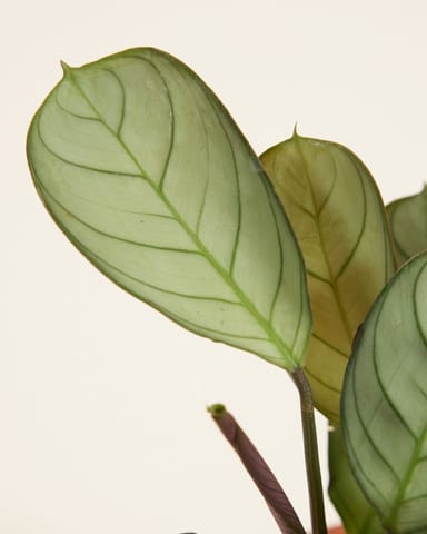 Baby Ctenanthe Amagris