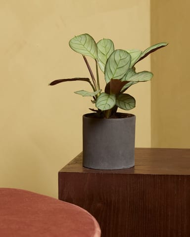 Baby Ctenanthe Amagris