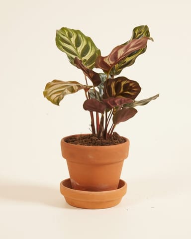 Baby Calathea Pfeilwurze Makoyana
