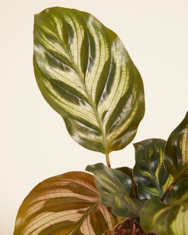 Baby Calathea Pfeilwurze Makoyana