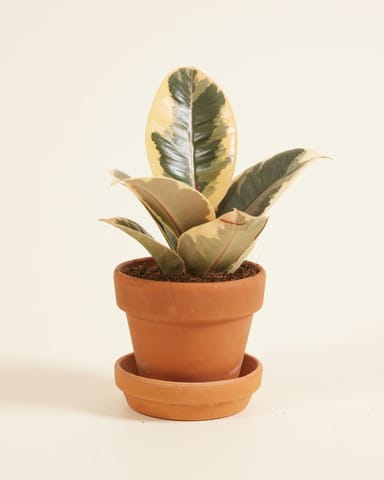 Baby Ficus Rubber tree plant Tineke