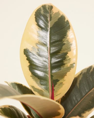 Baby Ficus Rubber tree plant Tineke