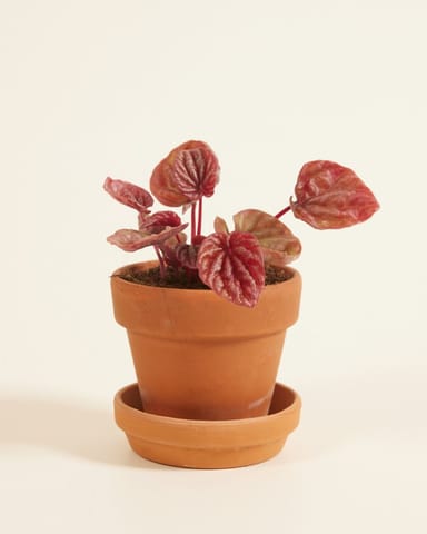 Baby Peperomia Zwergpfeffer Quito