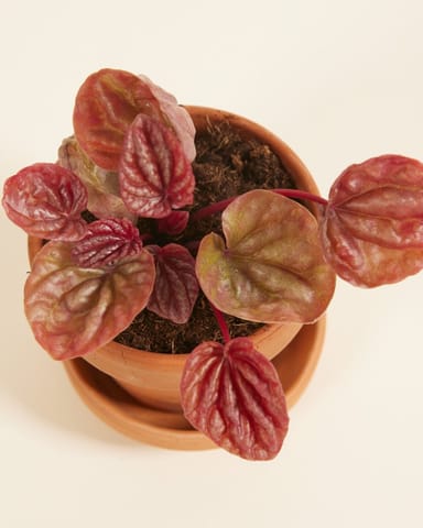 Baby Peperomia Zwergpfeffer Quito