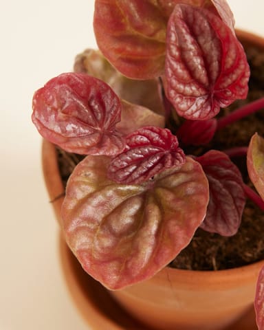 Baby Peperomia Zwergpfeffer Quito
