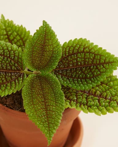 Baby Pilea Ufopflanze Moon Valley