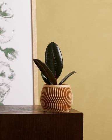 Baby Ficus Rubber tree plant Elastica Robusta