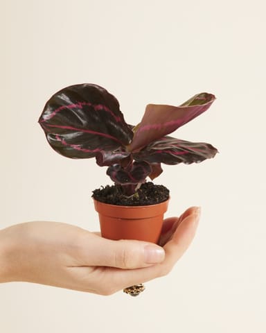 Baby Calathea Pfeilwurze Roseopicta Dottie