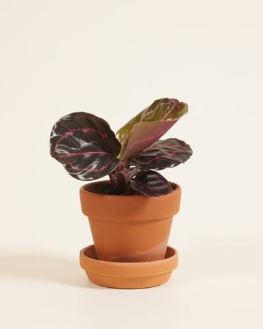 Baby Calathea Pfeilwurze Roseopicta Dottie