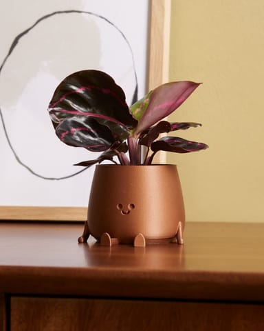 Baby Calathea Pfeilwurze Roseopicta Dottie