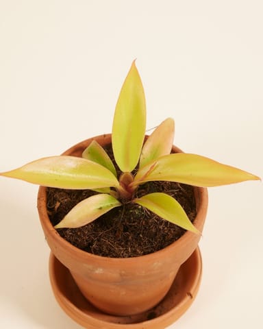 Baby Philodendron Baumfreund Prince of Orange