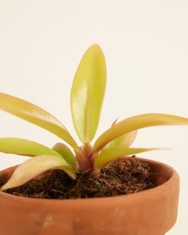 Baby Philodendron Baumfreund Prince of Orange