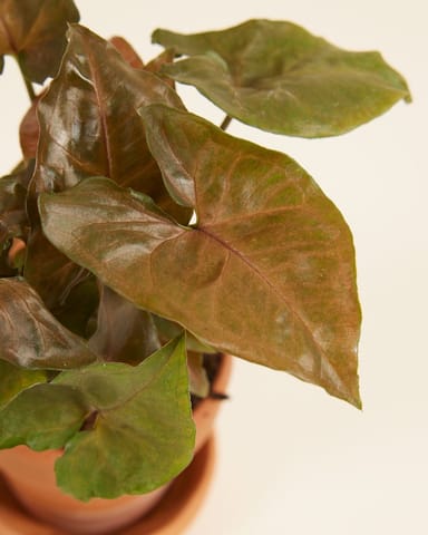 Baby Syngonium Arrowhead Maria Allusion