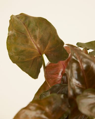 Baby Syngonium Arrowhead Maria Allusion