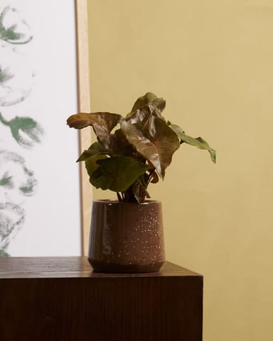Baby Syngonium Arrowhead Maria Allusion