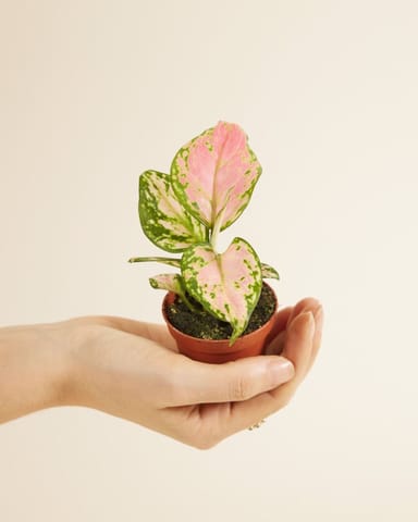 Baby Aglaonema Kolbenfaden Red Valentine 