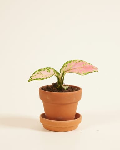 Baby Aglaonema Kolbenfaden Red Valentine 