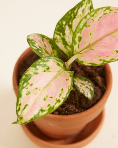 Baby Aglaonema Kolbenfaden Red Valentine 
