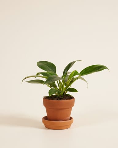 Baby Philodendron Baumfreund Birkin
