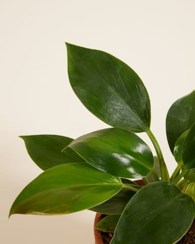 Baby Philodendron Baumfreund Birkin