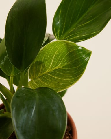 Baby Philodendron Baumfreund Birkin