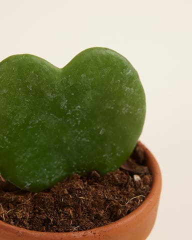 Baby Hoya Sweetheart plant Kerrii