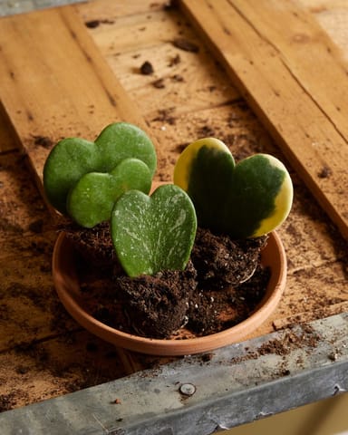Baby Hoya Sweetheart plant Kerrii
