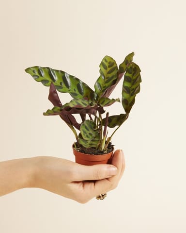 Baby Calathea Pfeilwurze Lancifolia Insigne