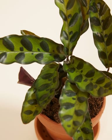 Baby Calathea Pfeilwurze Lancifolia Insigne