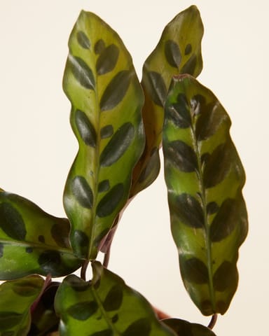 Baby Calathea Pfeilwurze Lancifolia Insigne