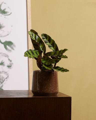Baby Calathea Pfeilwurze Lancifolia Insigne