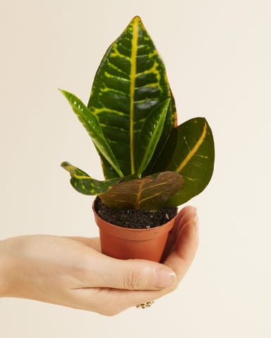 Baby Codiaeum Fire croton Petra