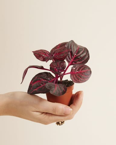 Baby Herbstii Beefsteak plant Bloodleaf