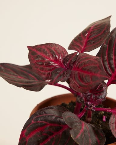 Baby Herbstii Beefsteak plant Bloodleaf