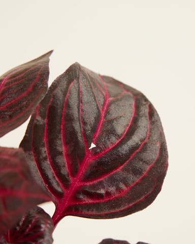 Baby Herbstii Beefsteak plant Bloodleaf