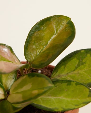 Baby Hoya Wax plant Australis Lisa