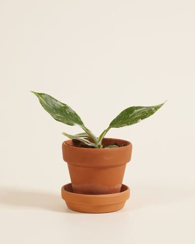 Baby Philodendron Baumfreund White Wizard