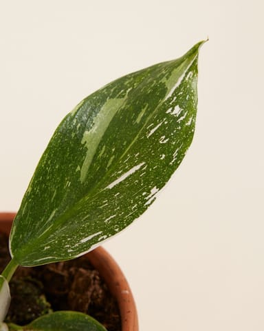 Baby Philodendron Baumfreund White Wizard