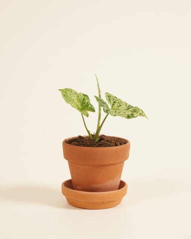 Baby Syngonium Arrowhead Mottled