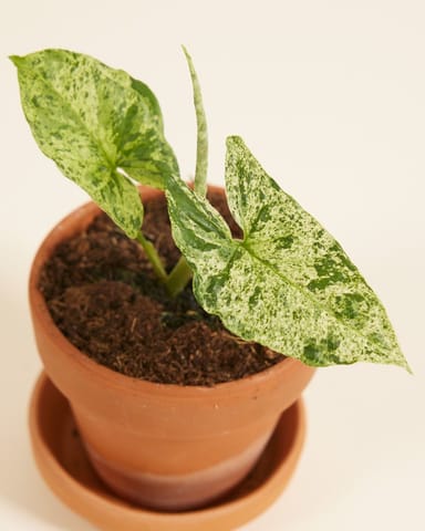 Baby Syngonium Arrowhead Mottled