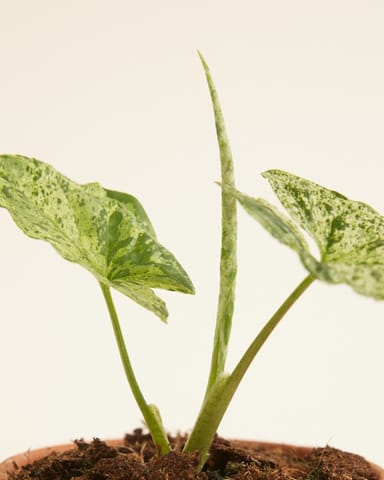 Baby Syngonium Arrowhead Mottled