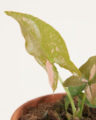 Baby Syngonium Arrowhead Pink Splash
