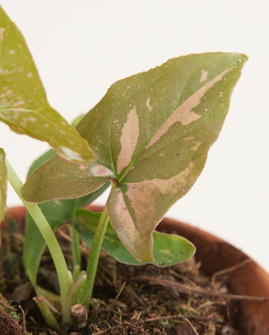 Baby Syngonium Arrowhead Pink Splash