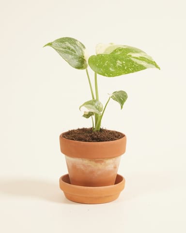 Baby Monstera Fensterblatt Thai Constellation