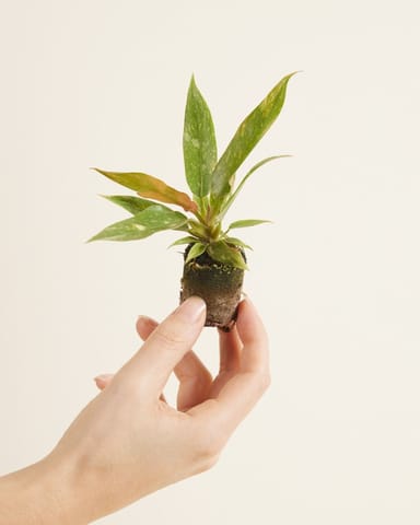 Baby Philodendron Baumfreund Ring of Fire