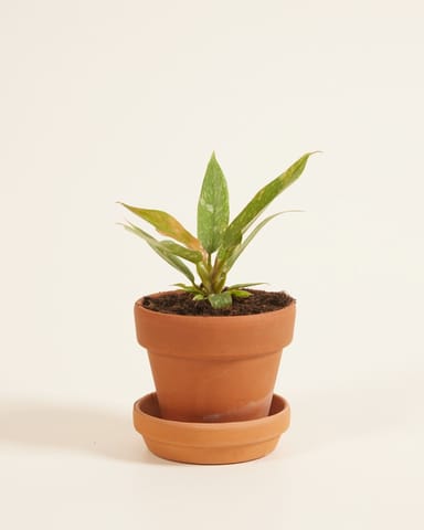 Baby Philodendron Baumfreund Ring of Fire