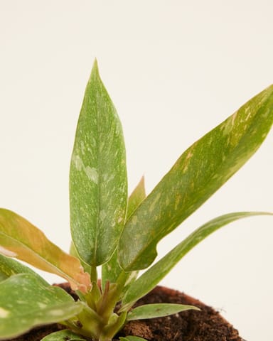 Baby Philodendron Baumfreund Ring of Fire