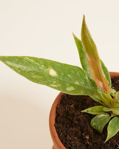 Baby Philodendron Baumfreund Ring of Fire