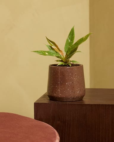 Baby Philodendron Baumfreund Ring of Fire