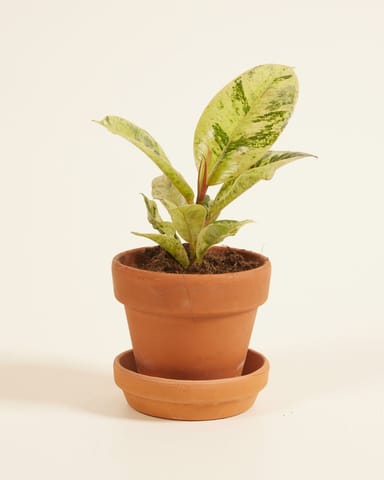Baby Ficus Shivereana Moonshine
